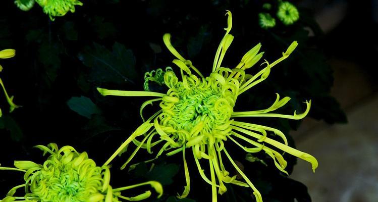 绿菊花代表爱情吗？象征爱情的绿菊花有哪些？