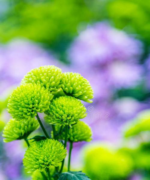 绿菊花代表爱情吗？象征爱情的绿菊花有哪些？