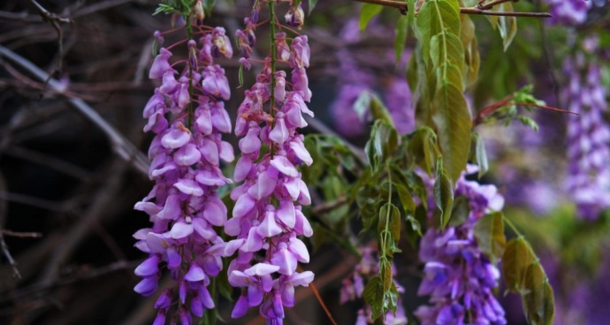 哪种紫色花象征孤独？紫色花卉中的孤独含义是什么？