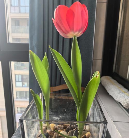 绿色花在鲜花中象征着什么？