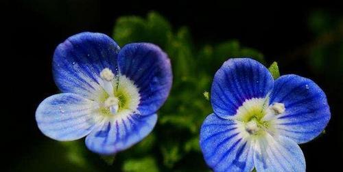 芙莉莲蓝色的花寓意是什么？蓝色花的象征意义有哪些？