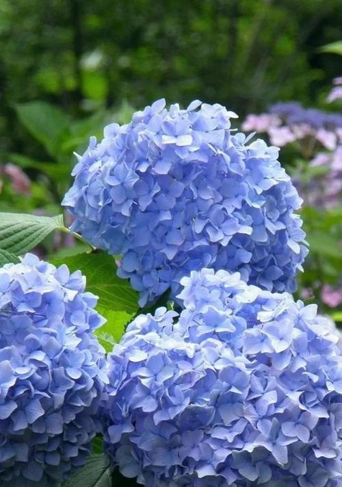 芙莉莲蓝色的花寓意是什么？蓝色花的象征意义有哪些？