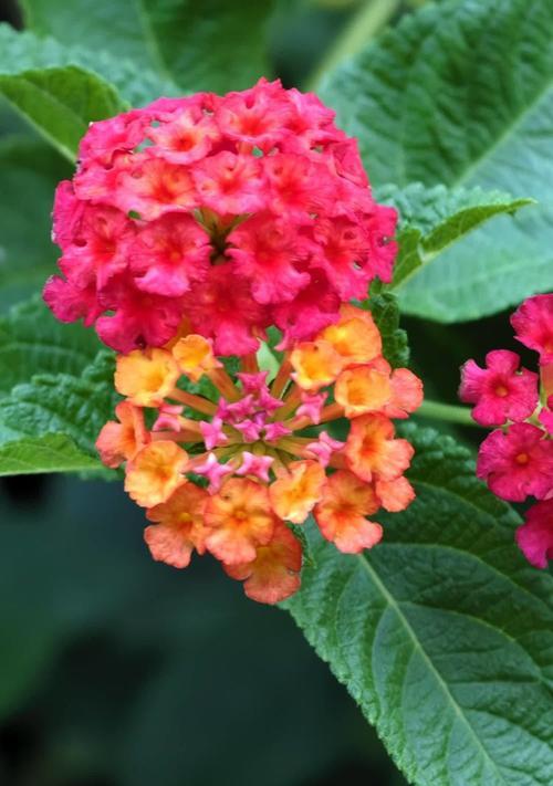 什么花寓意吉祥富贵幸福？吉祥富贵幸福花有哪些？