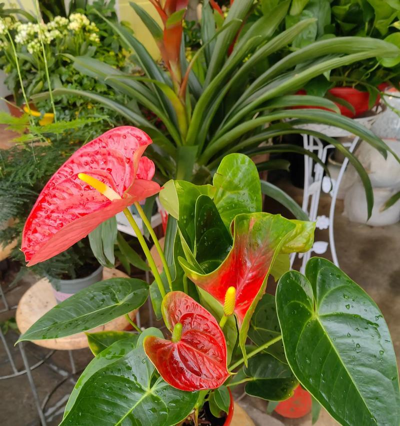 手捧花加红掌代表什么？红掌在手捧花中的寓意是什么？
