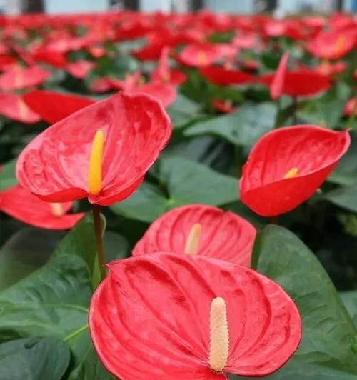 手捧花加红掌代表什么？红掌在手捧花中的寓意是什么？