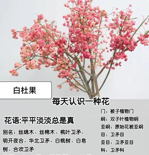 平淡爱情花语大全是什么？如何表达平淡中的爱意？
