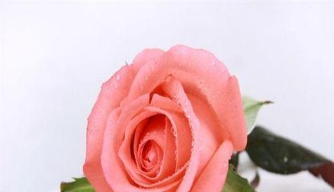 粉色花的主题寓意是什么？粉色花卉通常象征着什么？