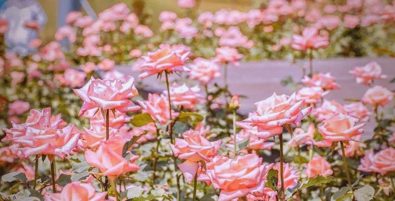 粉色花的主题寓意是什么？粉色花卉通常象征着什么？