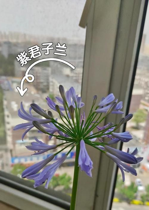 紫白色花的含义是什么？紫白色花的象征是什么？