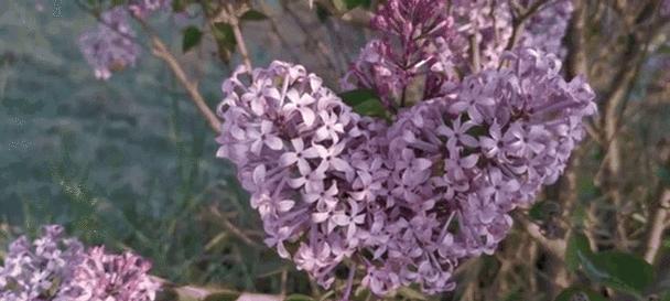 紫白色花的含义是什么？紫白色花的象征是什么？