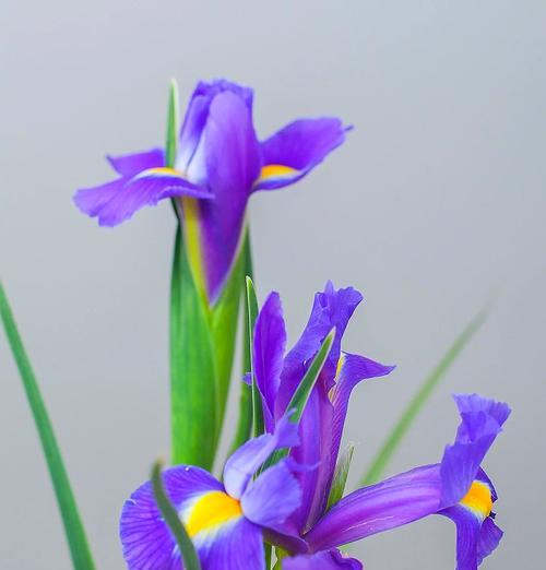 紫白色花的含义是什么？紫白色花的象征是什么？