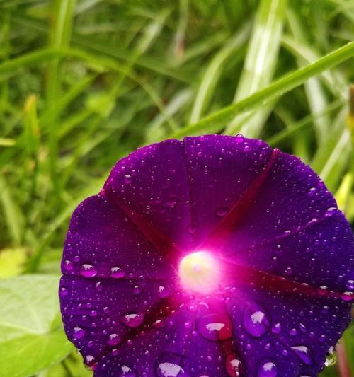 喇叭花象征哪个季节？它的花语是什么？