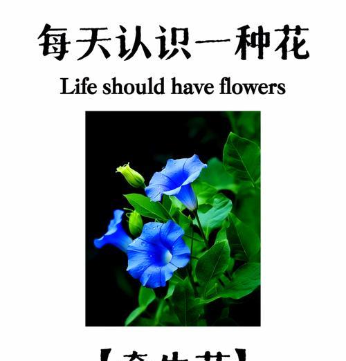 喇叭花象征哪个季节？它的花语是什么？