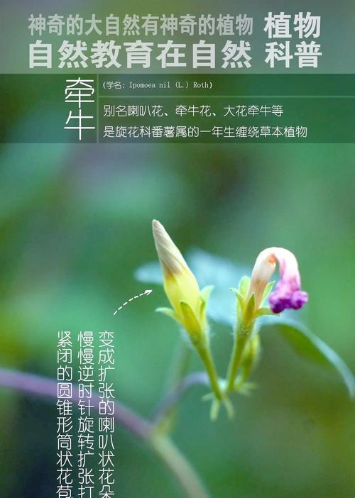 喇叭花象征哪个季节？它的花语是什么？