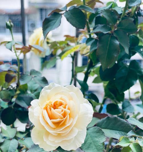 霁色花的花语是什么？霁色花寓意着什么？