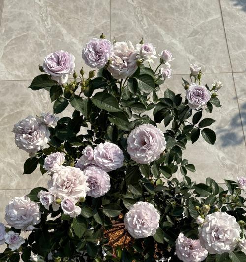霁色花的花语是什么？霁色花寓意着什么？