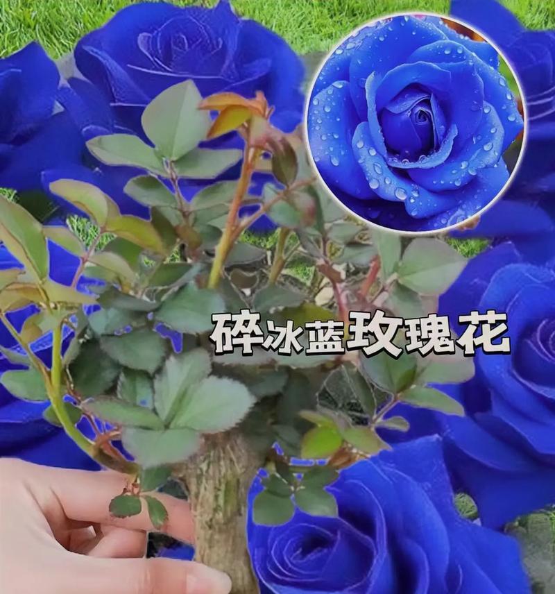 蓝色玫瑰花象征什么？蓝色玫瑰花的含义是什么？