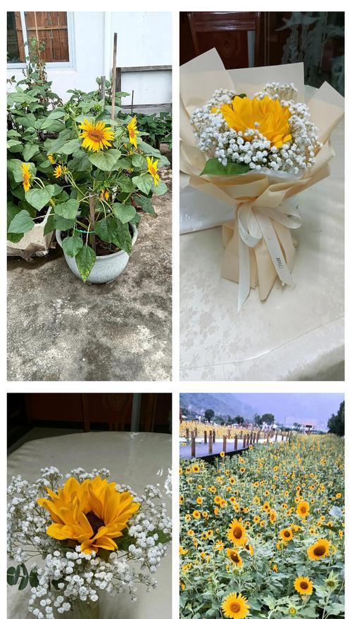 哪种花象征快乐和希望？快乐希望花语是什么？