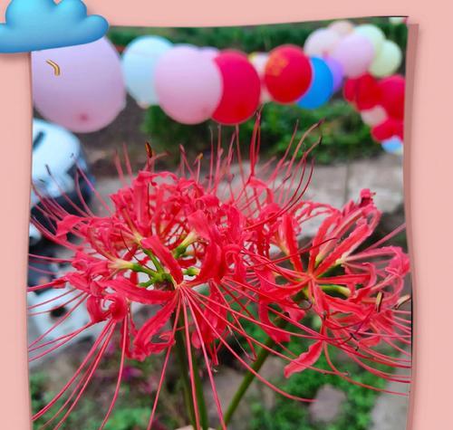 哪种花象征快乐和希望？快乐希望花语是什么？