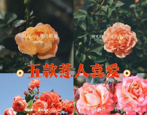 橘色蔷薇花的寓意是什么？橘色蔷薇花有什么特别的寓意吗？