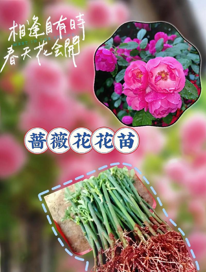 橘色蔷薇花的寓意是什么？橘色蔷薇花有什么特别的寓意吗？
