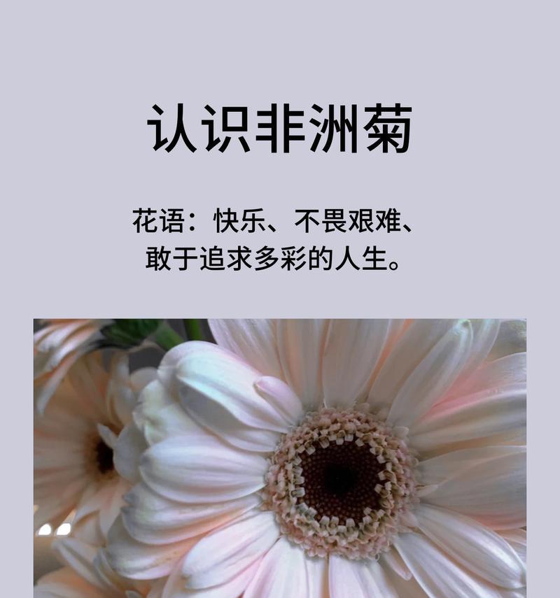 纯净花语节有哪些特别的花语含义？