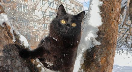 黑猫与黄色花的寓意是什么？