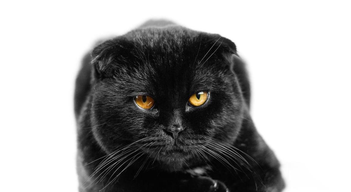 黑猫与黄色花的寓意是什么？