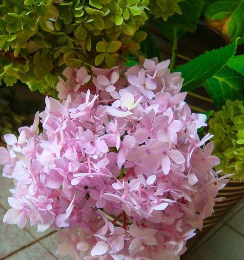 粉色花语代表什么？甜美花语大全有哪些？