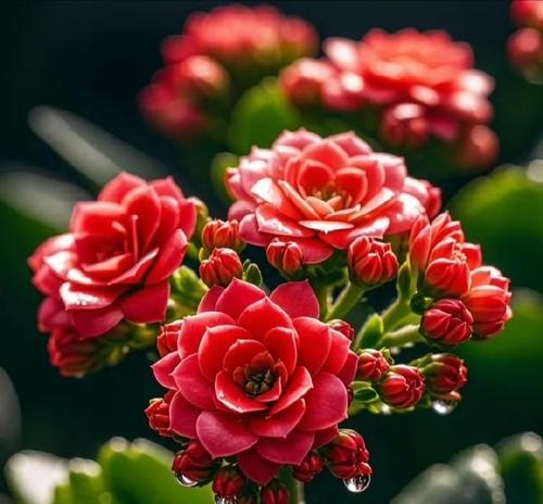 哪种花寓意健康和成功？花语中代表成功的花有哪些？