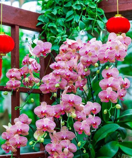 哪种花寓意健康和成功？花语中代表成功的花有哪些？