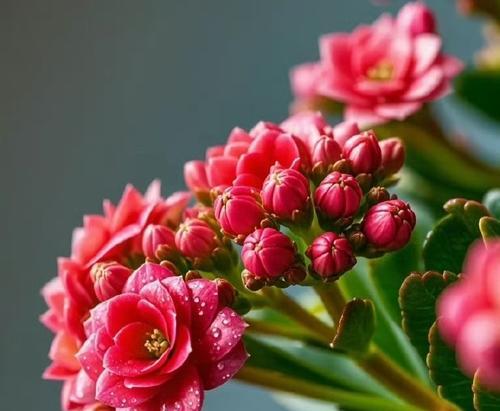 哪种花寓意健康和成功？花语中代表成功的花有哪些？
