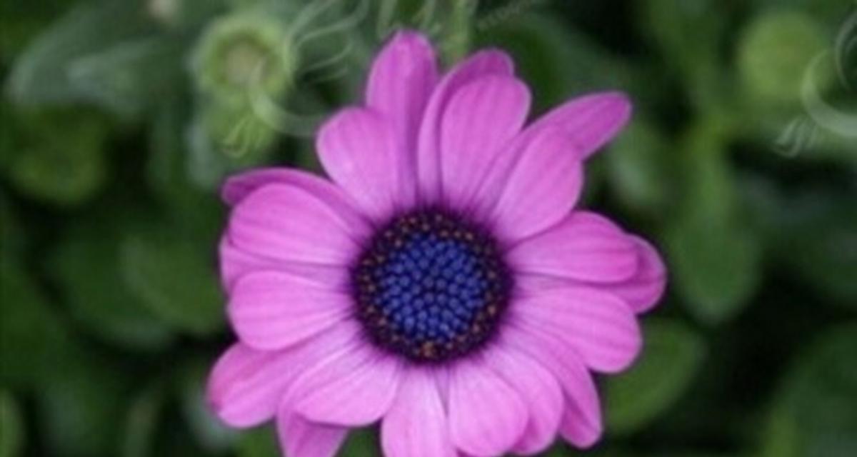 紫色花送人代表什么？它的花语和寓意是什么？