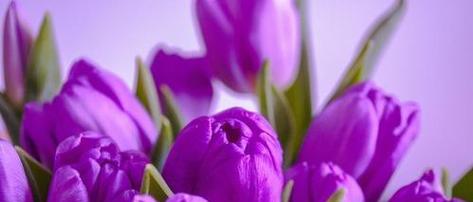 紫色花送人代表什么？它的花语和寓意是什么？
