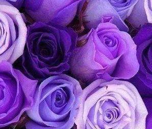 紫色花送人代表什么？它的花语和寓意是什么？