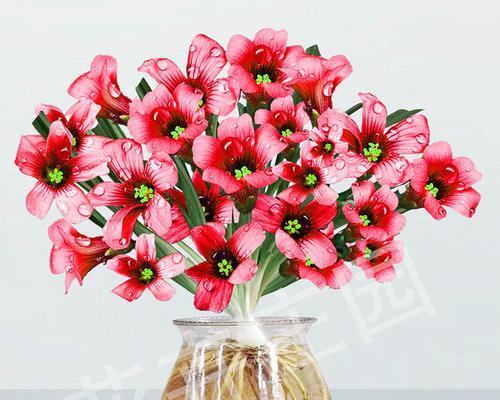 不同颜色的幸福花代表什么？幸福花颜色的寓意有哪些？