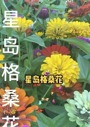 不同颜色的幸福花代表什么？幸福花颜色的寓意有哪些？