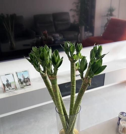 水瓶中插富贵花代表什么？