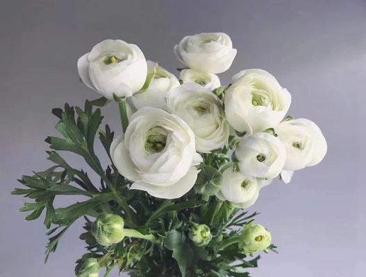 水瓶中插富贵花代表什么？