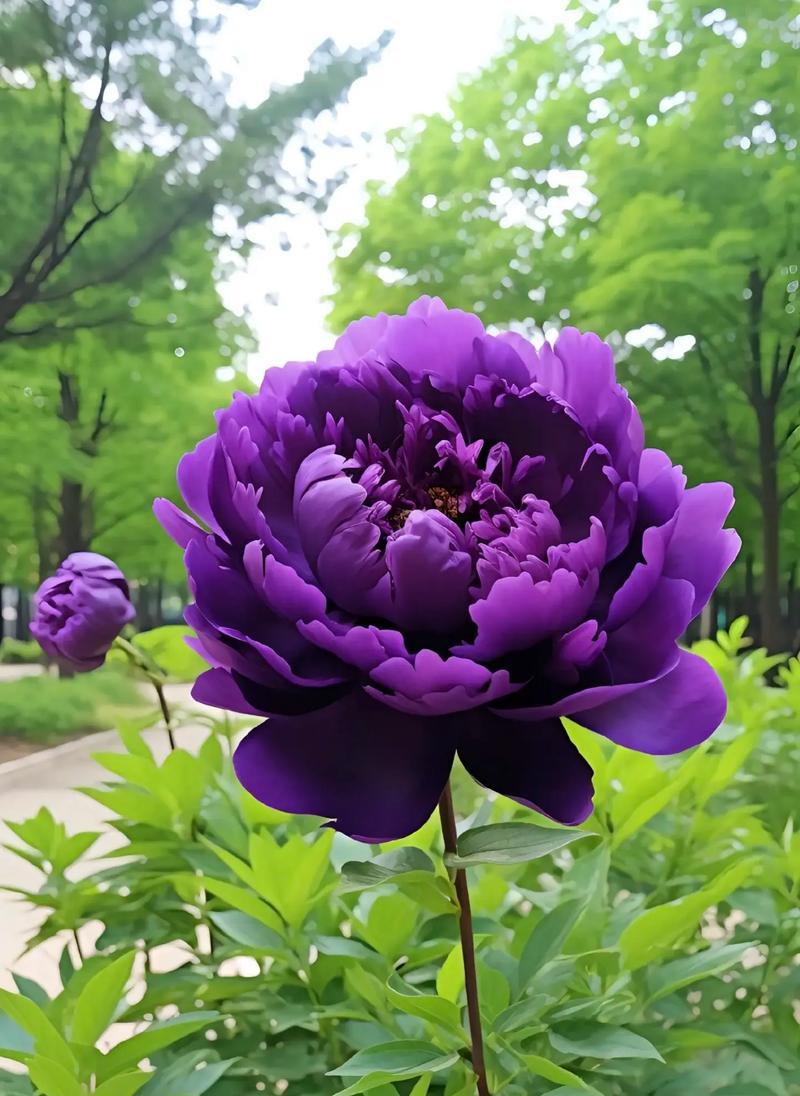 有什么花象征富贵的意思？