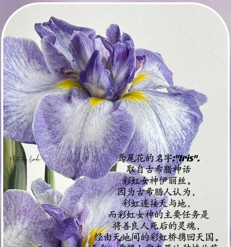 什么花象征孤儿的爱情呢？孤儿爱情的象征花是什么？