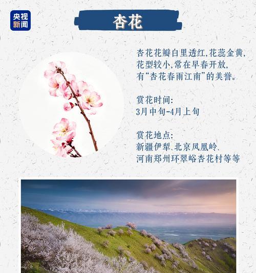 浪漫花的含义是什么？它们代表了什么？