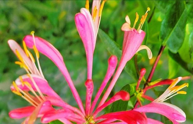 哪些花寓意着爱情的开始？爱情初开的花有哪些？