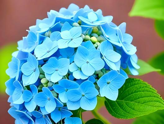 多色绣球花的寓意是什么？一株绣球花多种颜色代表什么？