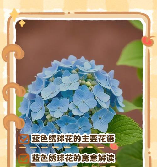 多色绣球花的寓意是什么？一株绣球花多种颜色代表什么？