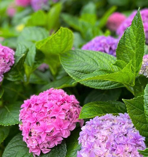 多色绣球花的寓意是什么？一株绣球花多种颜色代表什么？
