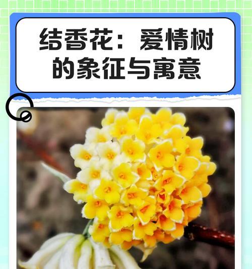 哪些花寓意着健康和爱情？它们的意义是什么？