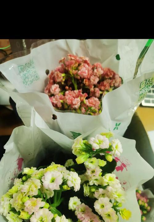 老人佩戴的长寿花有何寓意？它的象征意义是什么？