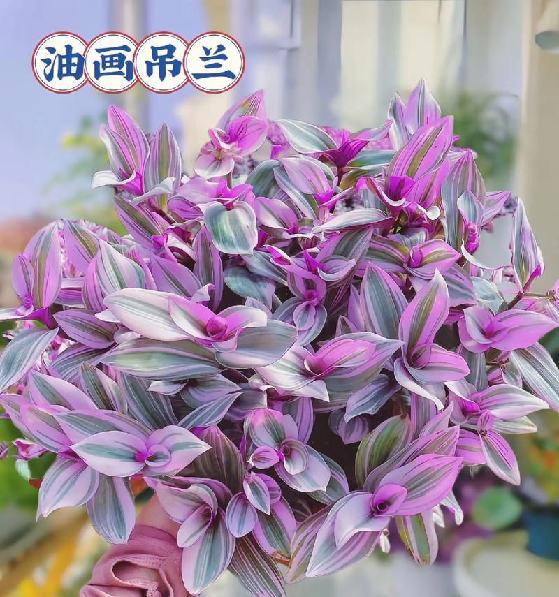 粉紫色喷漆玫瑰代表什么？花语寓意是什么？