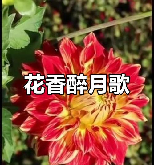 哪种花象征爱情和月亮？象征爱情和月亮的花有哪些？